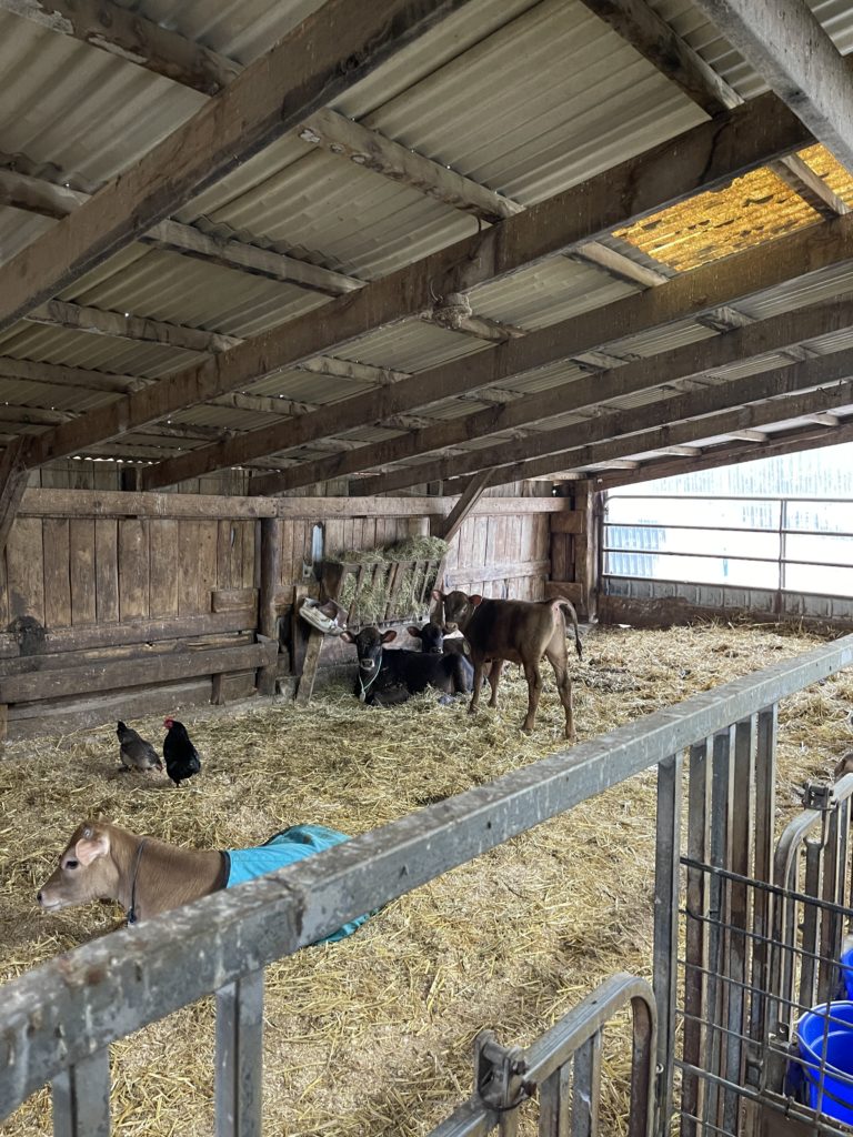 Inside the calf barn at Cato Corner Farm, saying hi to the friendly, happy cows!